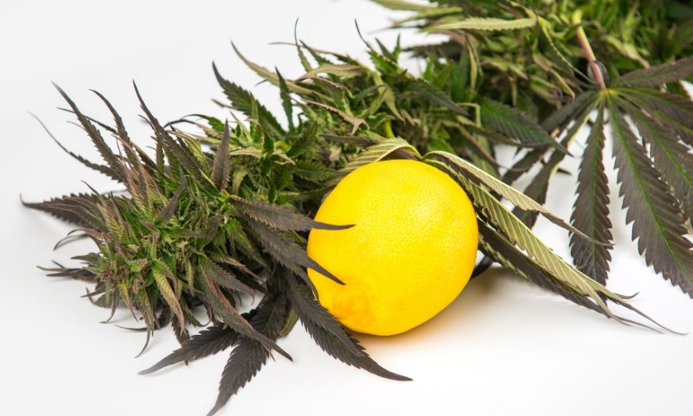 a-lemon-next-to-a-cannabis-plant