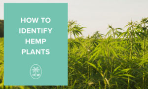 how to identify hemp plants