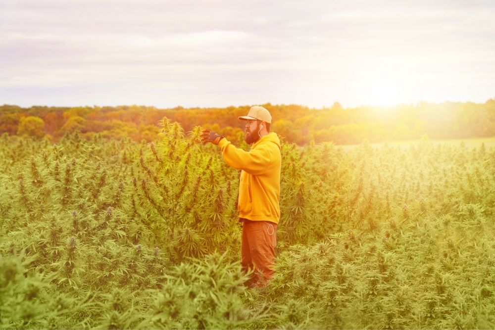 man in yellow hoodie in field of dreams