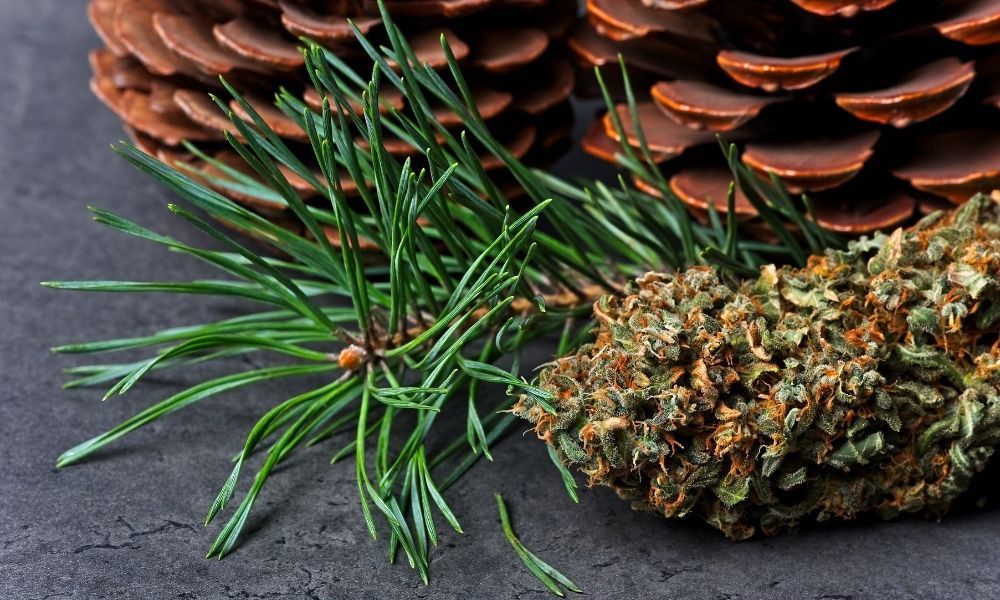 a cannabis bud next to pine cones