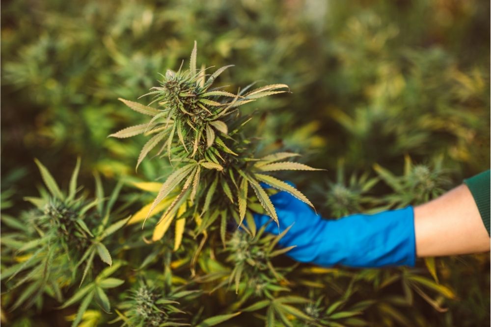 person holding hemp plant with glove