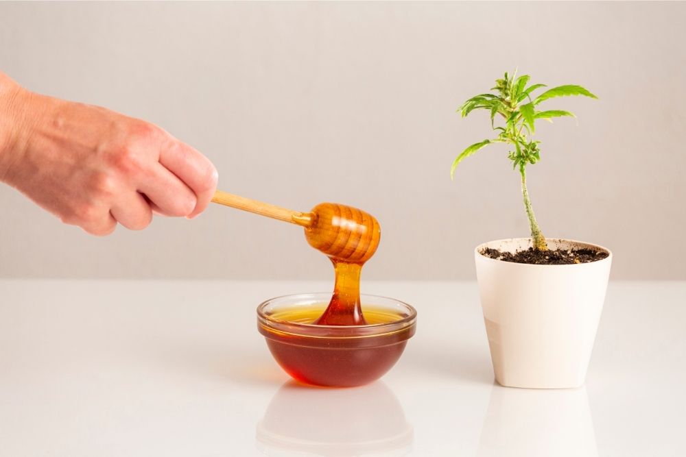 hand with honey and hemp plant