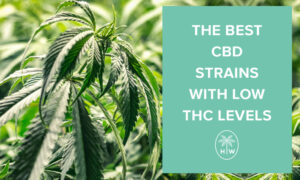 low thc strains