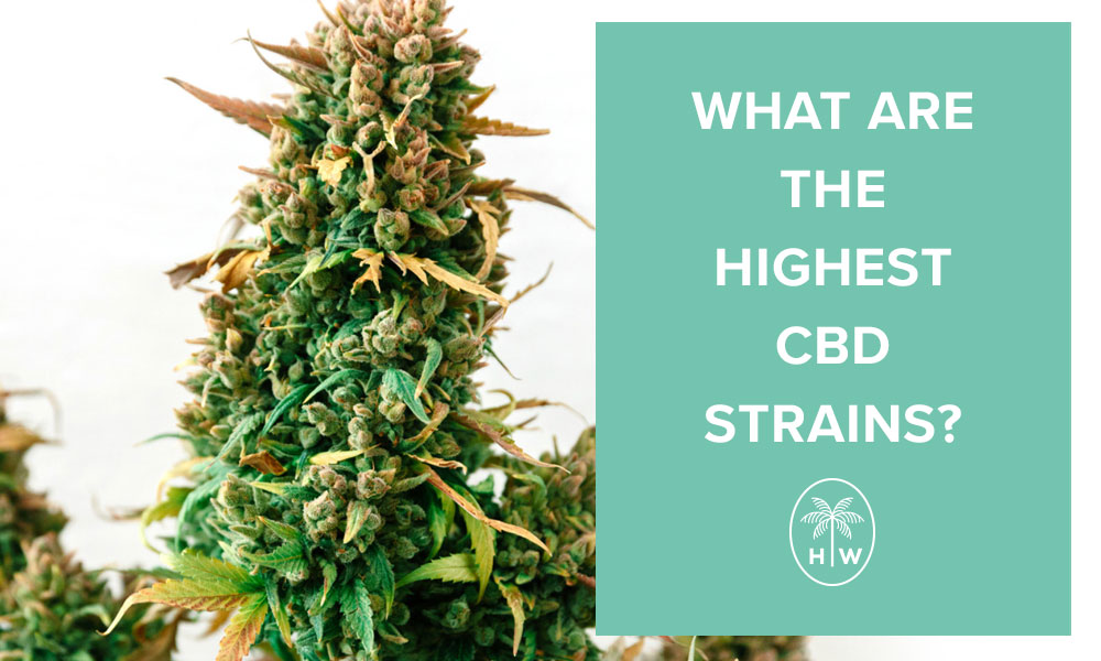 high cbd strains
