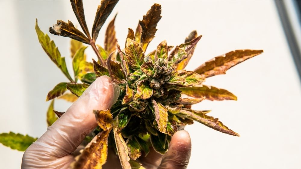 the elektra cannabis strain