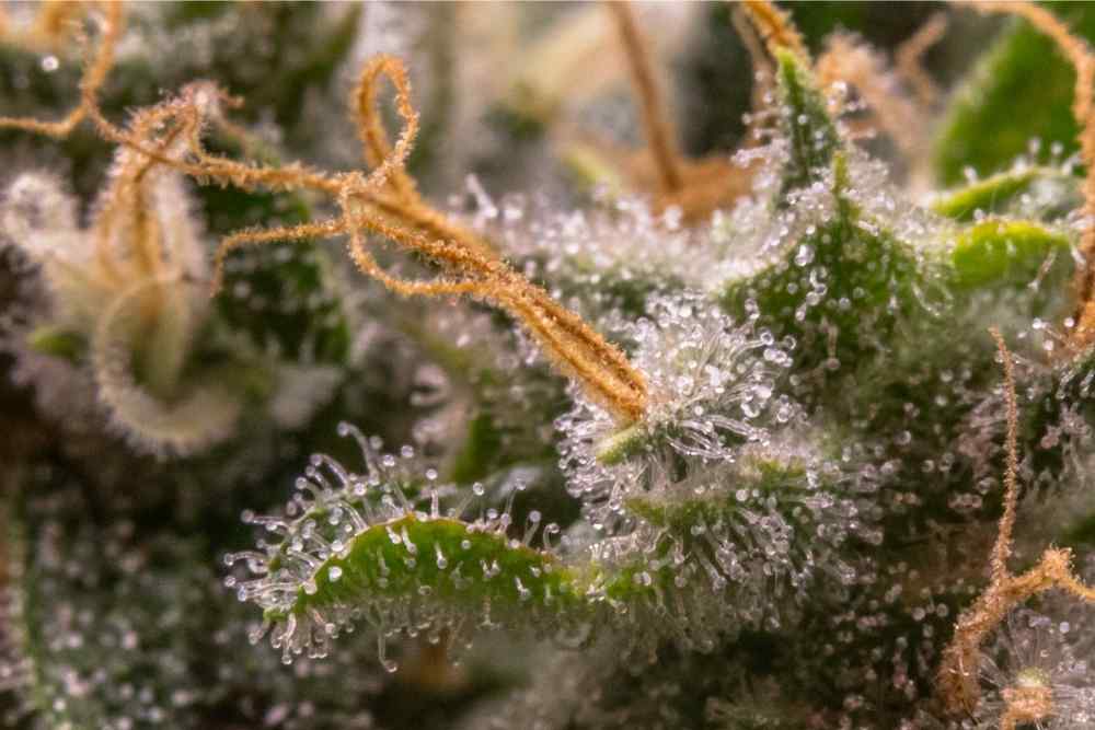 close up of crazy rich trichomes