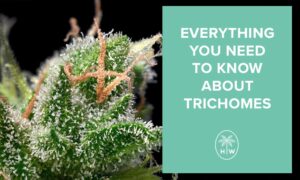 what are trichomes