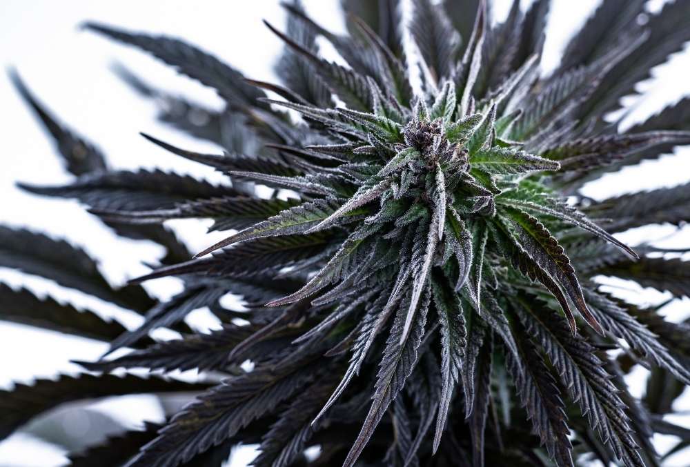 blue cannabis plant