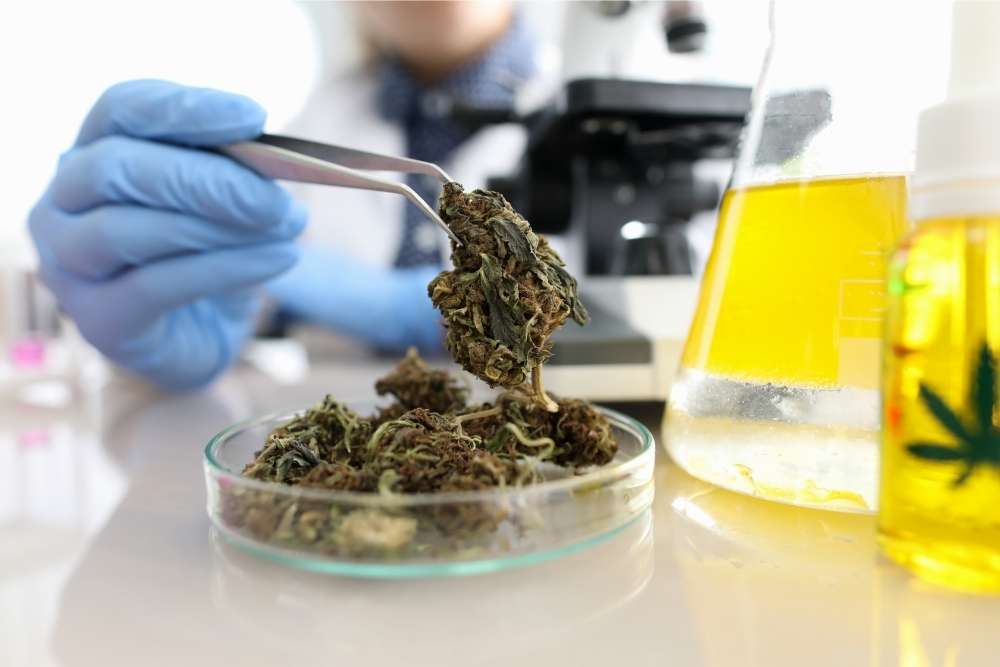 cbd-flower-being-tested-in-lab