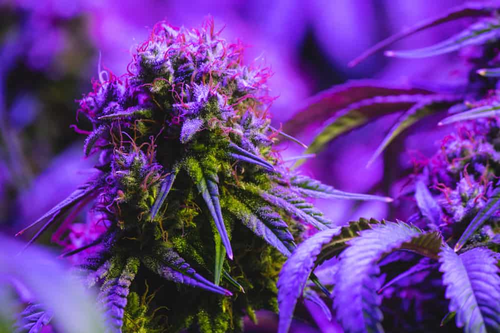 cannabis flower