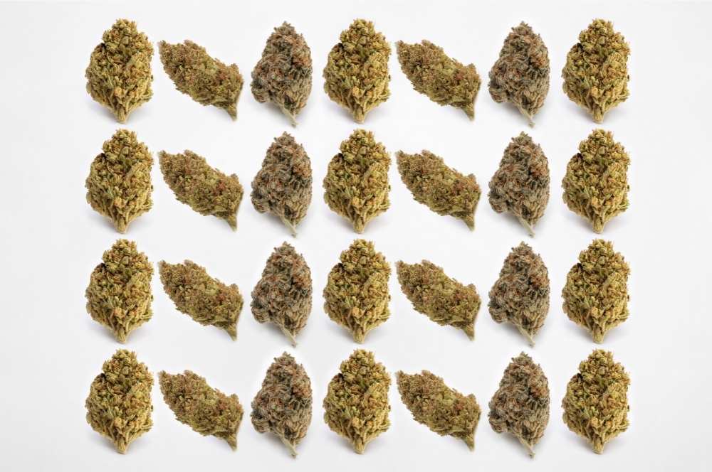 cannabis varieties