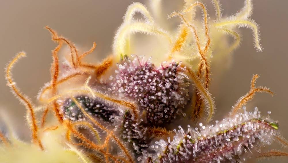 closeup of frosty violet trichomes